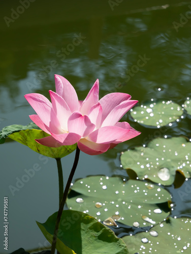 pink water lily. Pink lotus blooms in the pond in the morning
