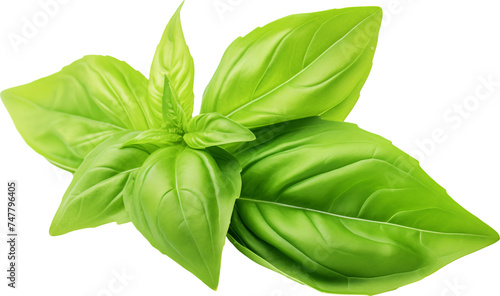 Fresh green basil herb leaves isolated.