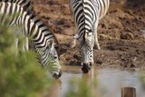  The herd of zebras gathers around the waterhole, their distinctive black and white stripes contrasting against the surrounding savanna. With cautious steps, they approach the shimmering surface.....