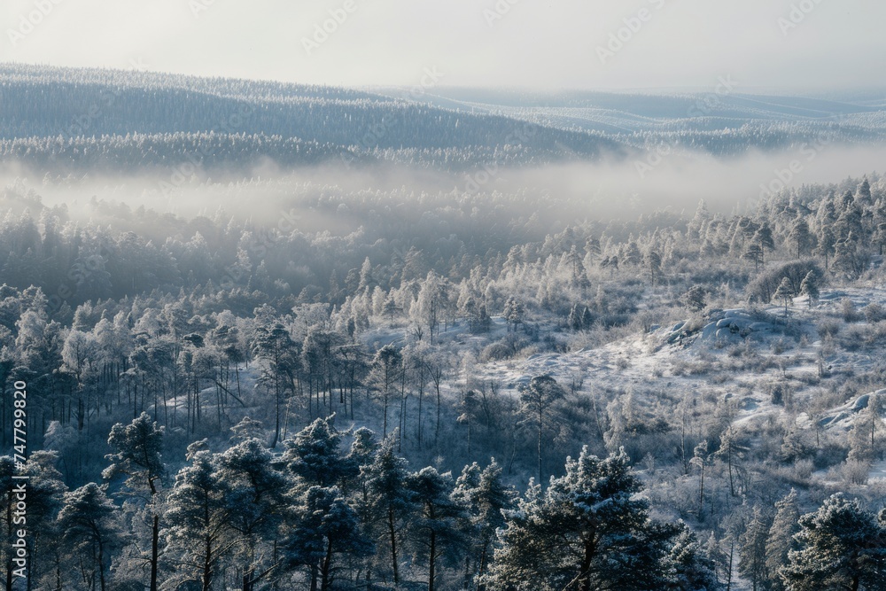 Temperate  Boreal forest, taiga, winter ,snow forest on the mountain scene of hill, Pine forest, fog, layers of hills, biome taiga landscape of Featured plants ,Fir, Spruce, hemlock, latch,Wide angle