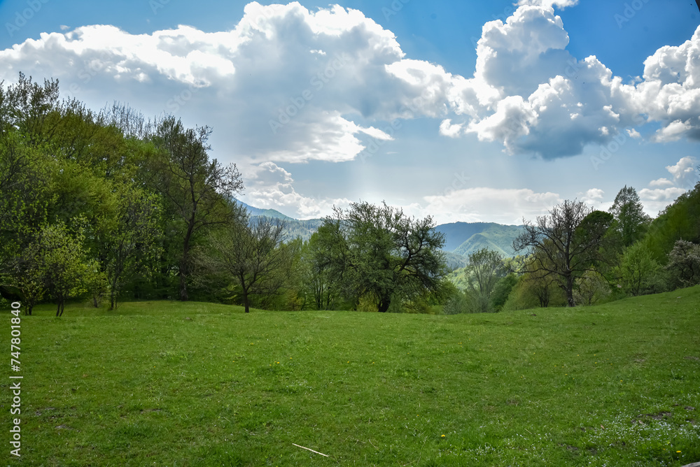 Forest in the mountains of the Ukrainian Carpathians Forest in the mountains of the Ukrainian Carpathians