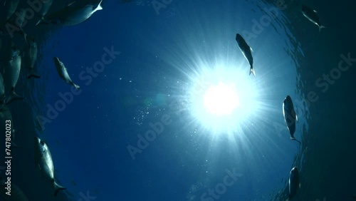 fish scenery underwater underwater mediterranean sea sun shine relaxing ocean scenery sea breams photo
