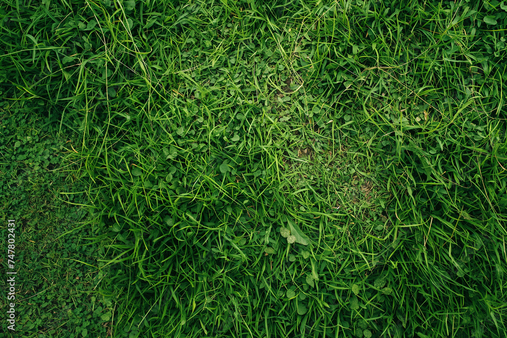 Green natural organic grass background and texture - obrazy, fototapety, plakaty 