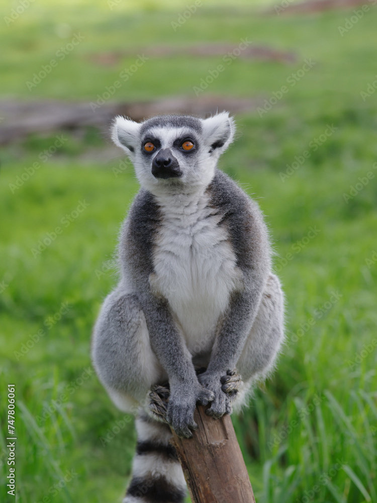 Obraz premium portrait of a lemur on a green background