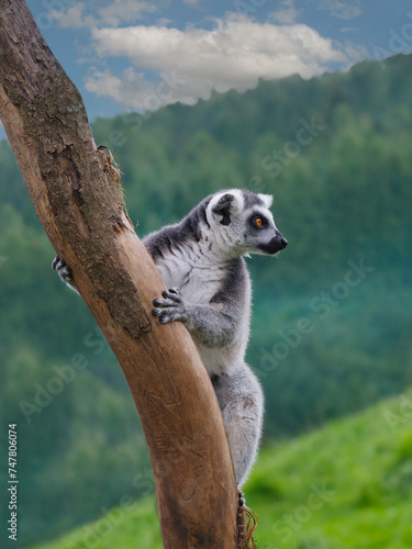 portrait of a lemur on a green background