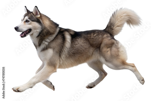 Alaskan Malamute dog on a transparent background