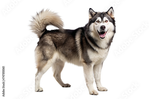 Alaskan Malamute dog on a transparent background