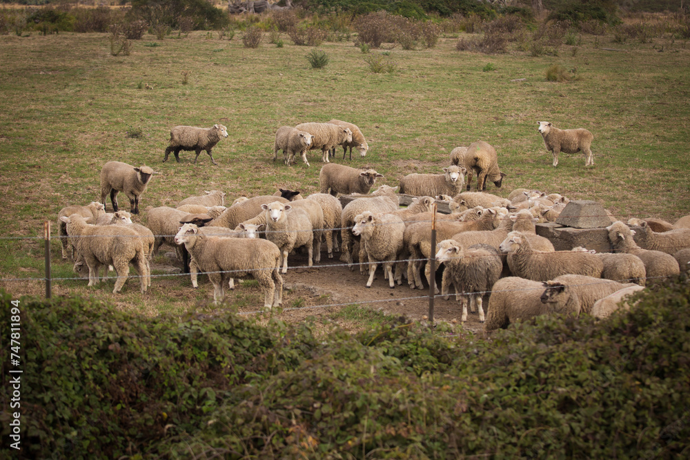 Grassfed lamb grazing on green grass in California