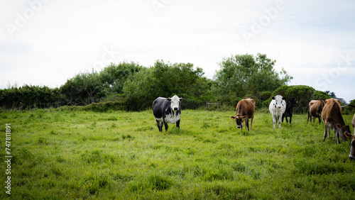 Beef and dairy cows grazing on green grass in California