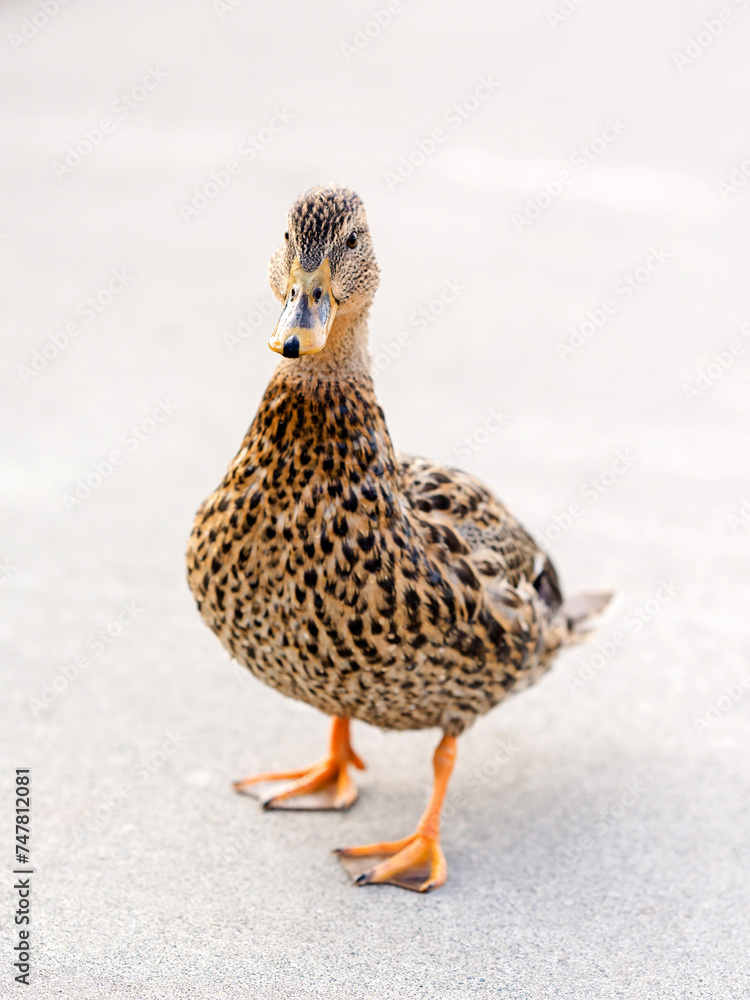 Portrait of an orange and black duck giving you his good side Portrait of an orange and black duck giving you his good side