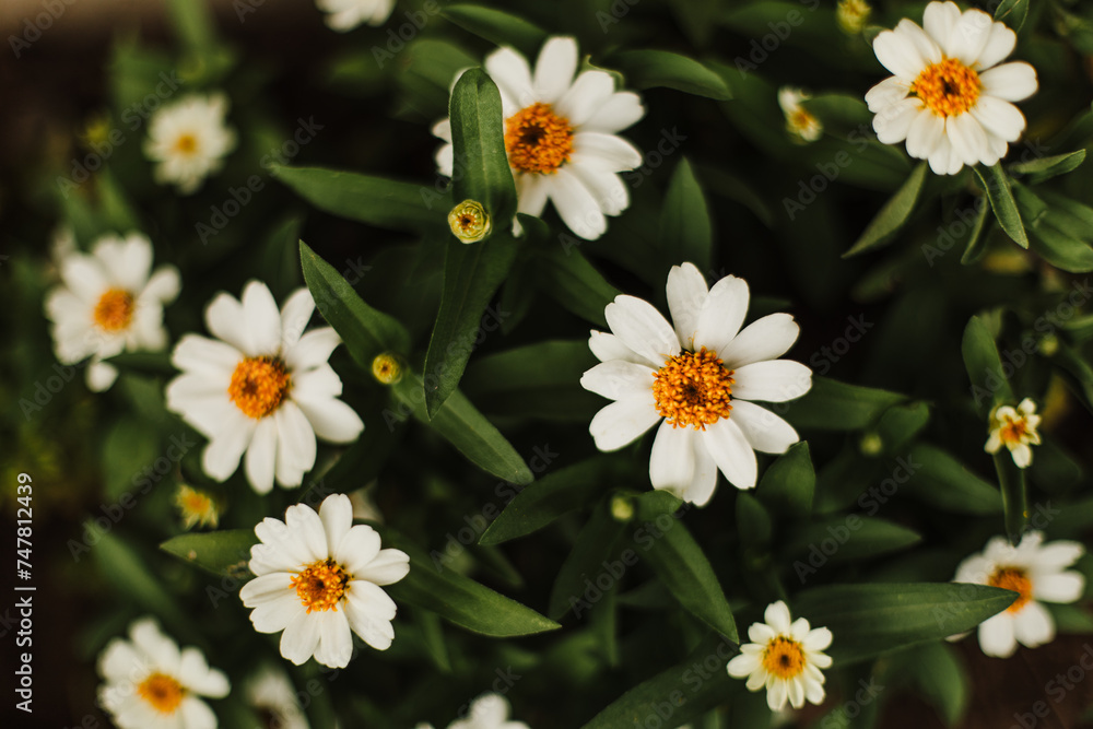 Fototapeta premium White Zinnias in the Garden