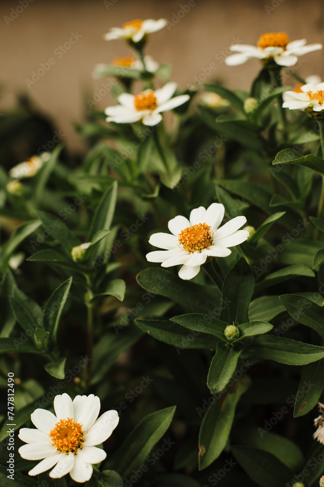 Fototapeta premium White Zinnias Blooming in Garden
