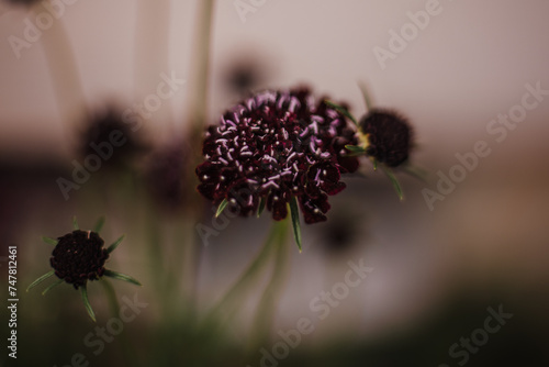 Black Knight Scabiosa Dark Purple Flowers #747812461