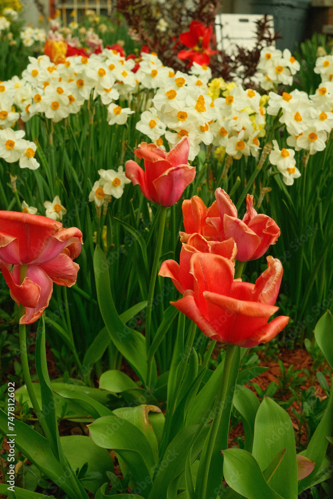 A closeup of spring flowers with bold colors