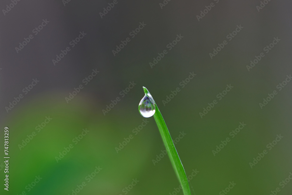Water drop on grass of blade in forest Water drop on grass of blade in forest