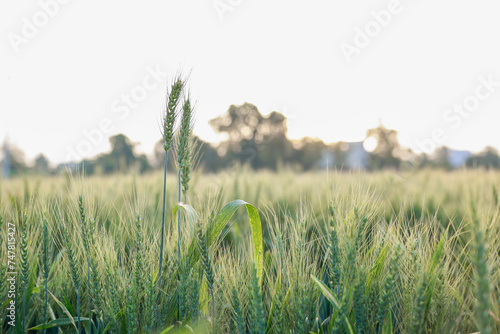 Indian wheat field, green wheat farm