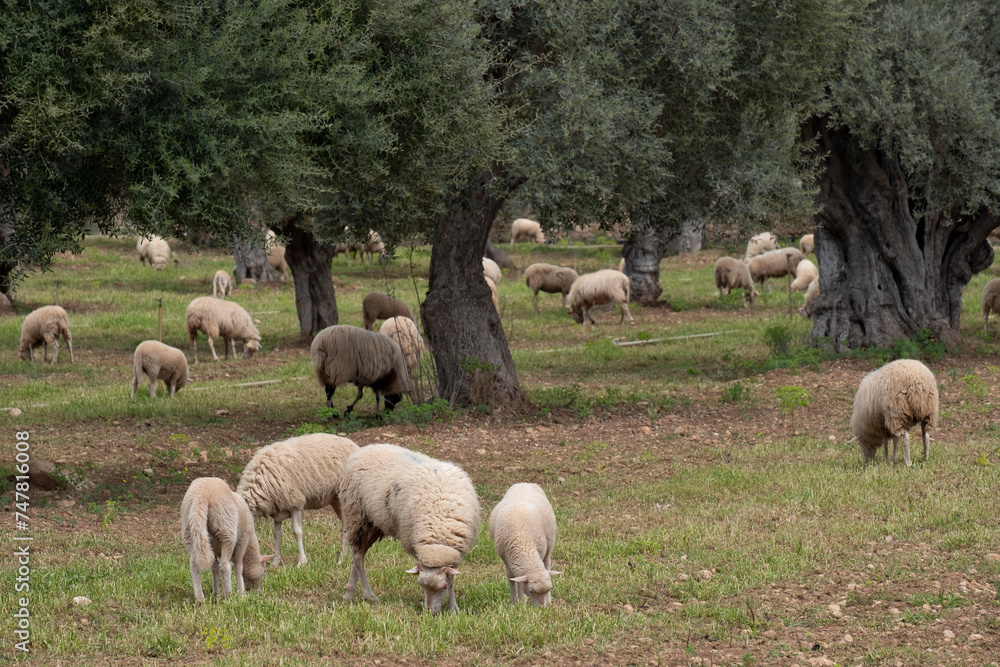 Obraz premium sheep grazing in front of the Alqueria d´Avall house, Bunyola, Mallorca, Balearic Islands, Spain