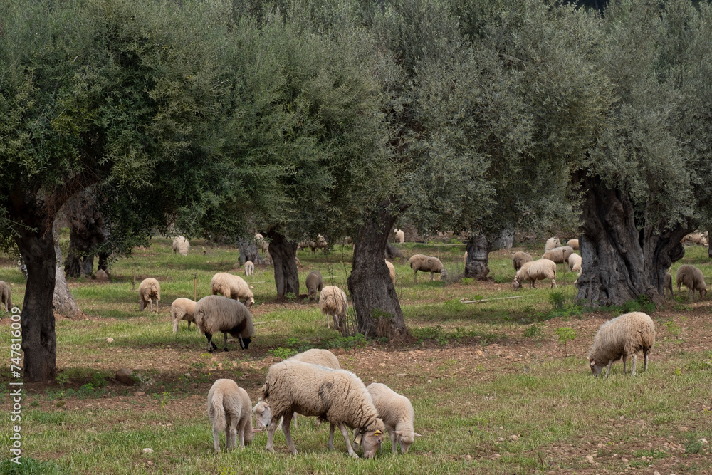 Obraz premium sheep grazing in front of the Alqueria d´Avall house, Bunyola, Mallorca, Balearic Islands, Spain