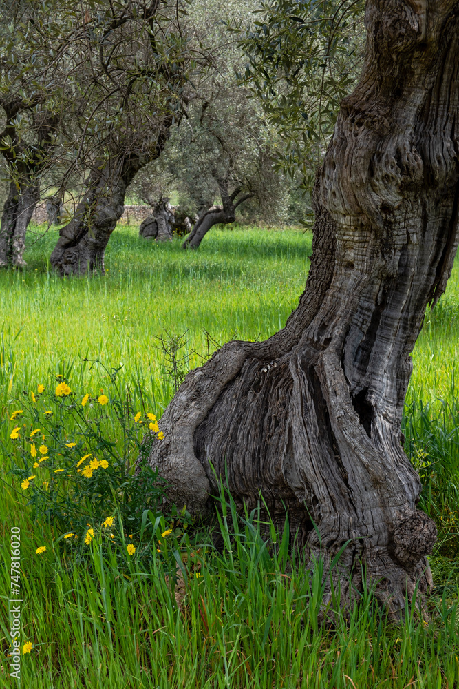 centenary olive trees of Alqueria d´Avall, Bunyola, Mallorca, Balearic Islands, Spain centenary olive trees of Alqueria d´Avall, Bunyola, Mallorca, Balearic Islands, Spain
