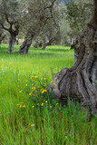 centenary olive trees of Alqueria d´Avall, Bunyola, Mallorca, Balearic Islands, Spain