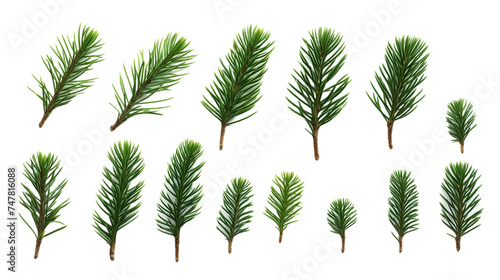 collection of pine branches Realistic Portrait Isolated On Transparent Background Or PNG Background.