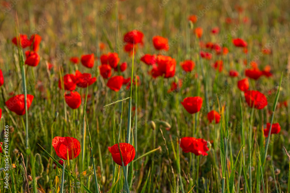 Papaver rhoeas L., wild poppy field, Lloret de Vistalegre, Mallorca, Balearic Islands, Spain Papaver rhoeas L., wild poppy field, Lloret de Vistalegre, Mallorca, Balearic Islands, Spain