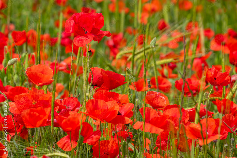 Papaver rhoeas L., wild poppy field, Sant Joan, Mallorca, Balearic Islands, Spain Papaver rhoeas L., wild poppy field, Sant Joan, Mallorca, Balearic Islands, Spain