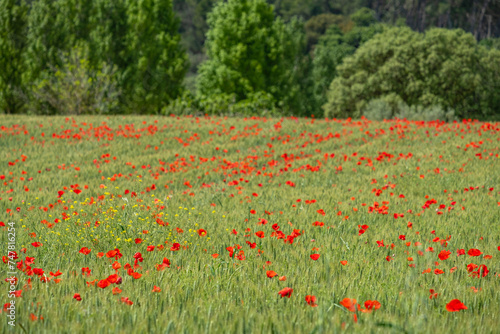 Papaver rhoeas L., wild poppy field, Sant Joan, Mallorca, Balearic Islands, Spain photo