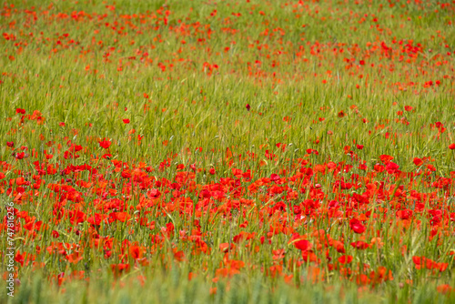 Papaver rhoeas L., wild poppy field, Sant Joan, Mallorca, Balearic Islands, Spain