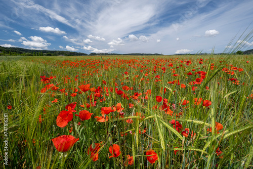 Papaver rhoeas L., wild poppy field, Sant Joan, Mallorca, Balearic Islands, Spain