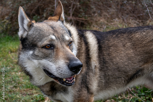 Close-up of a Czechoslovakian wolf breed dog, male.