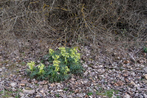 Helleborus foetidus. Green plants in winter of stinking hellebore on the forest floor.