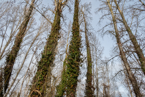 Poplars, trees with some trunks covered with climbing ivy plants. Hedera helix. Invasive species.