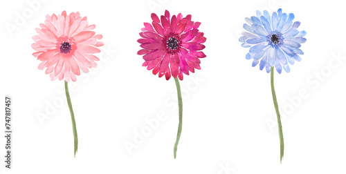 Watercolor hand painted illustration of pink and blue daisies, daisy ,gerbera, colorful flowers, watercolor floral illustrations , pink daisies 