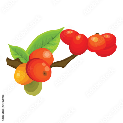 Vector illustration of coffee bean fruit hanging in the branch in cartoon flat style. Various coffee bean color with green leaf. Agricultural organic healthy product. Arabica, robusta, moccha, espreso photo