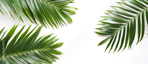 Several green palm leaves are positioned against a plain white backdrop  creating a simple and elegant aesthetic. The leaves are isolated with a clipping path  making them perfect for design purposes.