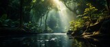 Tropical Rainforest Canopy in Southeast Asia, August Sunlight, Shot with Canon RF 50mm f/1.2L USM Lens