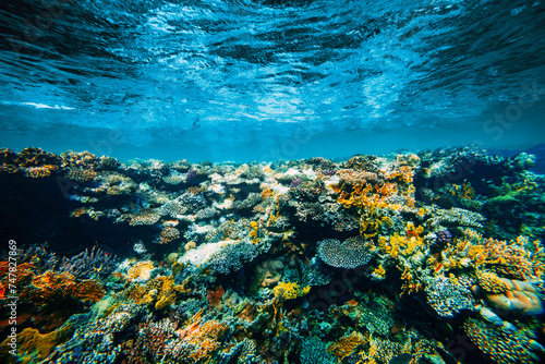 Fototapeta Naklejka Na Ścianę i Meble -  a Underwater coral reef on the red sea