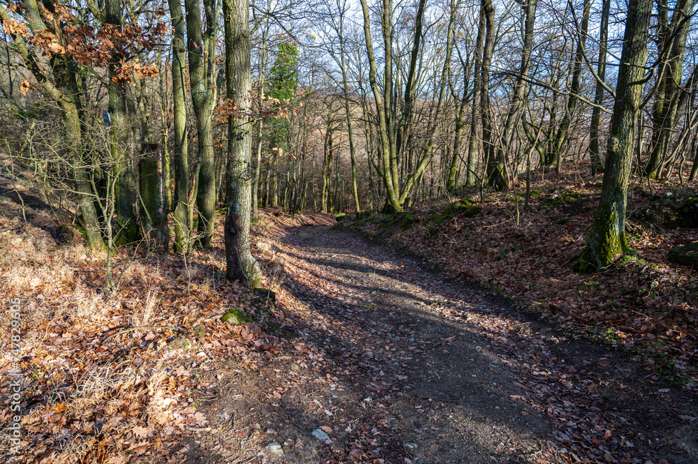 Unpaved road in the forest with fallen leaves. Autumn. Unpaved road in the forest with fallen leaves. Autumn.