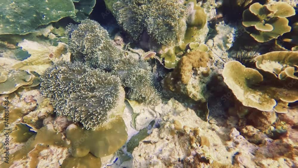 Clown fish Amphiprion swim family group in polyps poisonous dangerous