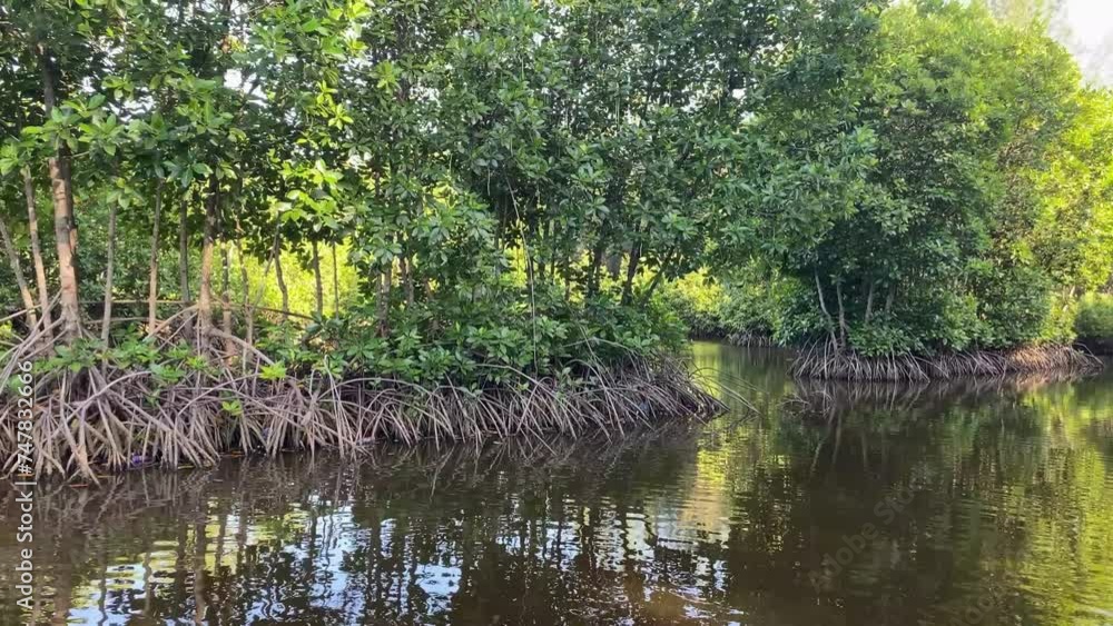 Mangrove forest with a river that looks calm Mangrove forest with a river that looks calm