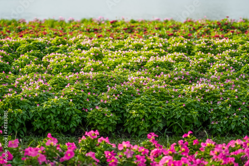 Flowers with different rows of flowerbeds.