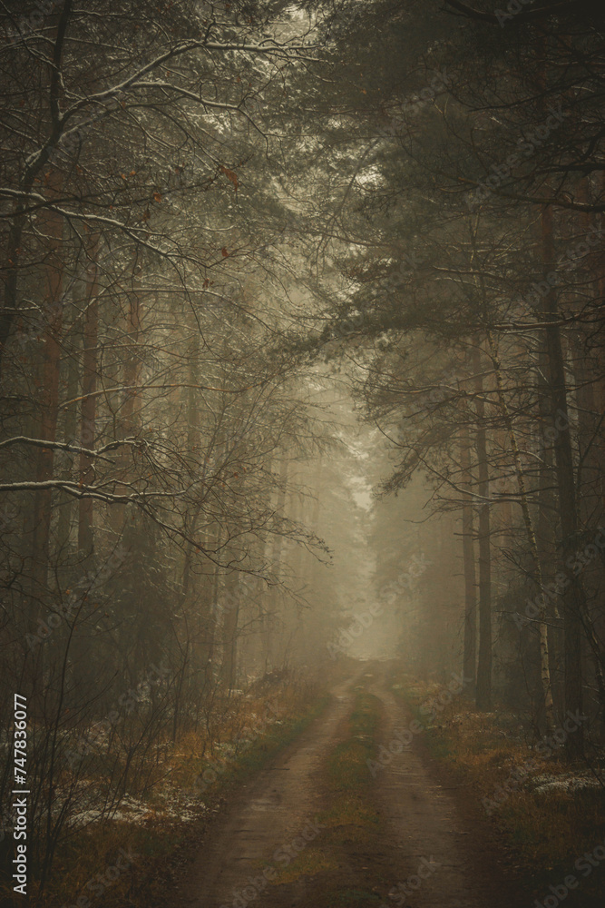 autumn mystical coniferous deciduous forest during morning fog - obrazy, fototapety, plakaty 