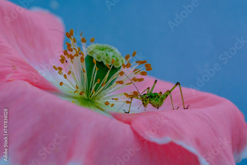 sauterelle sur une fleur rose photo