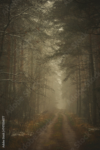 autumn mystical coniferous deciduous forest during morning fog