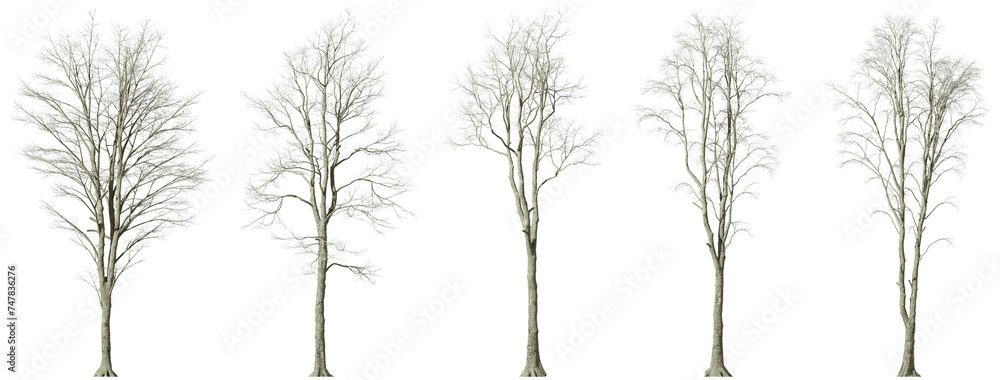 Dry forest Tree leafless desolate isolated on transparent backgrounds ...