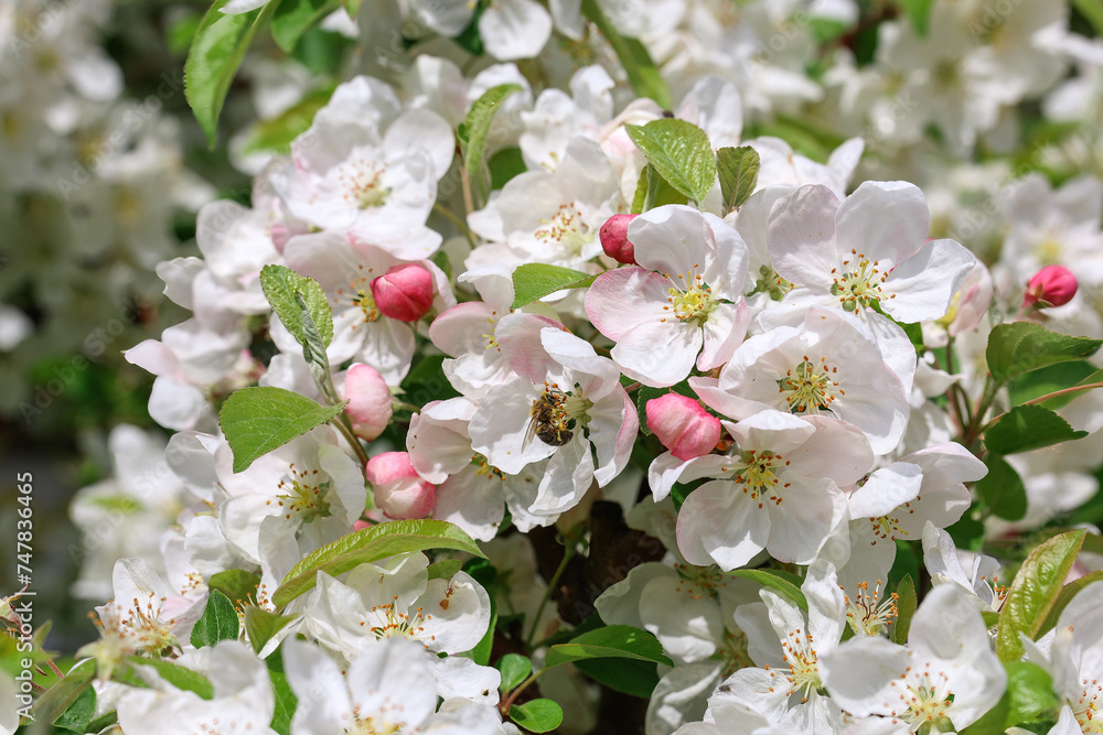 A sea of blossoms with white-pink apple blossoms