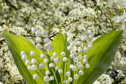  beautiful white lily of the valley flowers. Spring bouquet of lilies of the valley