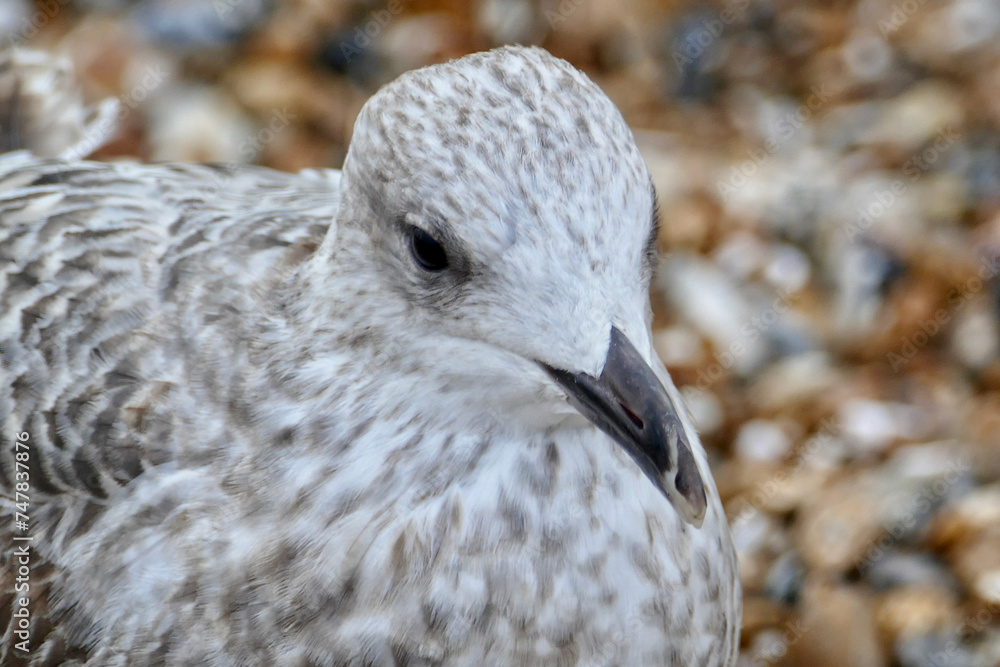 Fototapeta premium Portrait of a seagull in Brighton Beach, UK