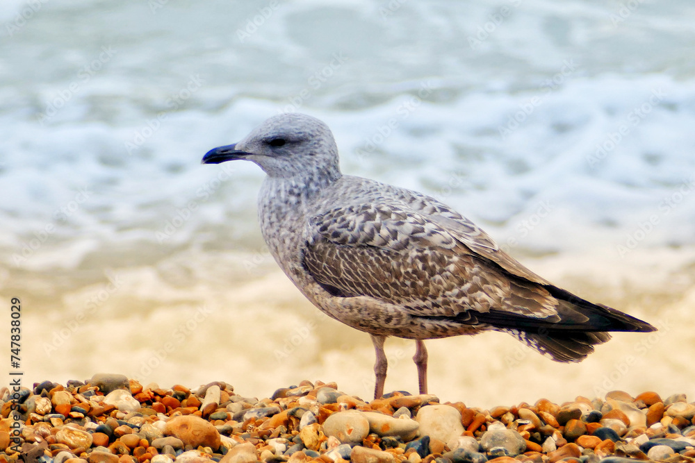 Obraz premium Portrait of a seagull in Brighton Beach, UK